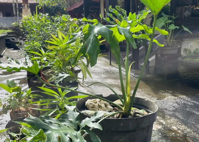 Roejas Sunrise Гостевой дом Улувату